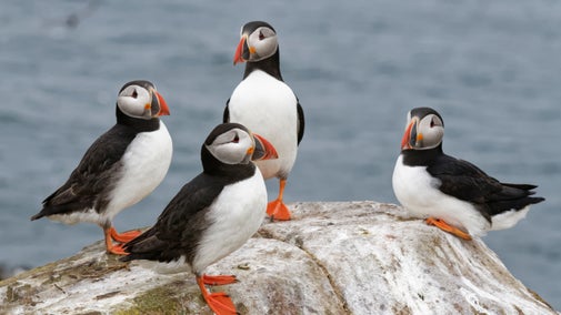 Puffins, Farne Islands, Northumberland